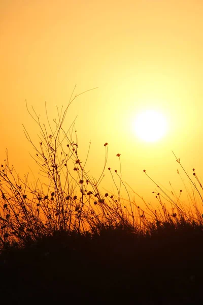 Pôr Sol Gramado Montanha — Fotografia de Stock