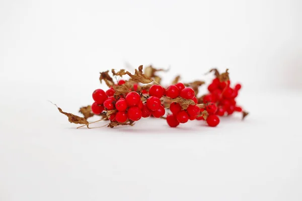 Redberry White Background — Stock Photo, Image