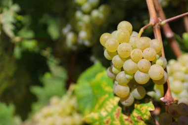 Beyaz şarap üzüm bağ içinde