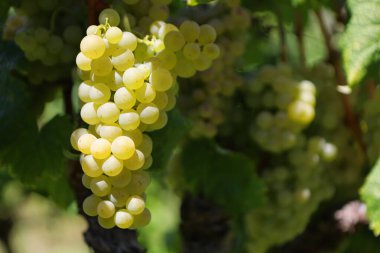 Üzüm bağındaki üzümleri kapatın.