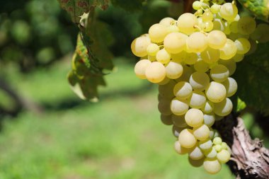 Sarmaşıktaki üzümler, sarmaşıktaki güzel beyaz üzümler. Ekolojik standartlara göre yetişen sağlıklı ve lezzetli meyveler, çocuklar ve yaşlılar için bir ikram. Yaz meyvesi. En kaliteli beyaz şarabın elde edildiği üzümler..
