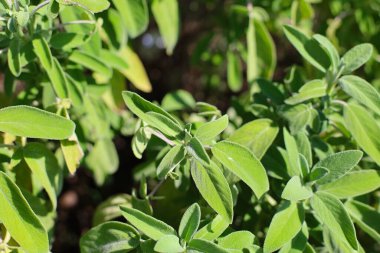 Sage (Salvia officinalis), naneli şeker (Lamiaceae) familyasından bir bitki türü olup yüzyıllardır halk ve resmi ilaçlarda kullanılmaktadır. Çay, adaçayı, adaçayı, bitkisel tedavi, alternatif tıp, yeşil bitkiler