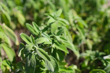 Sage (Salvia officinalis), naneli şeker (Lamiaceae) familyasından bir bitki türü olup yüzyıllardır halk ve resmi ilaçlarda kullanılmaktadır. Çay, adaçayı, adaçayı, bitkisel tedavi, alternatif tıp, yeşil bitkiler