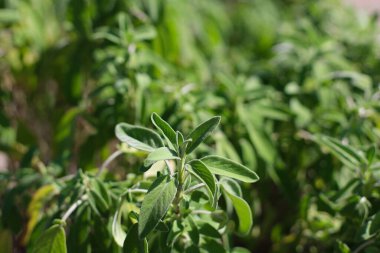 Sage (Salvia officinalis), naneli şeker (Lamiaceae) familyasından bir bitki türü olup yüzyıllardır halk ve resmi ilaçlarda kullanılmaktadır. Çay, adaçayı, adaçayı, bitkisel tedavi, alternatif tıp, yeşil bitkiler