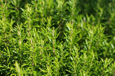 Biberiyeyi kapatın. Rosemary (Rosmarinus officinalis, şimdi Salvia cinsinde sınıflandırılmış) naneli (Lamiaceae) bir bitki türü. Halk tarafından sık sık 