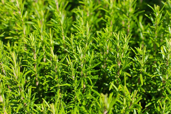 Biberiyeyi kapatın. Rosemary (Rosmarinus officinalis, şimdi Salvia cinsinde sınıflandırılmış) naneli (Lamiaceae) bir bitki türü. Halk tarafından sık sık 