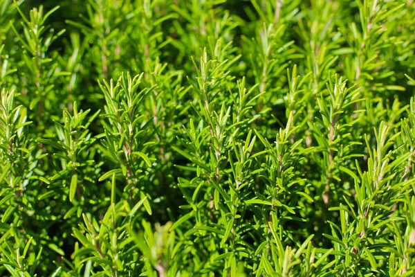 Biberiyeyi kapatın. Rosemary (Rosmarinus officinalis, şimdi Salvia cinsinde sınıflandırılmış) naneli (Lamiaceae) bir bitki türü. Halk tarafından sık sık 