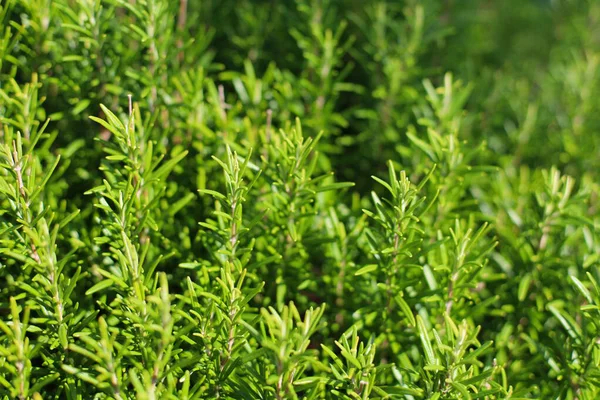 Biberiyeyi kapatın. Rosemary (Rosmarinus officinalis, şimdi Salvia cinsinde sınıflandırılmış) naneli (Lamiaceae) bir bitki türü. Halk tarafından sık sık 