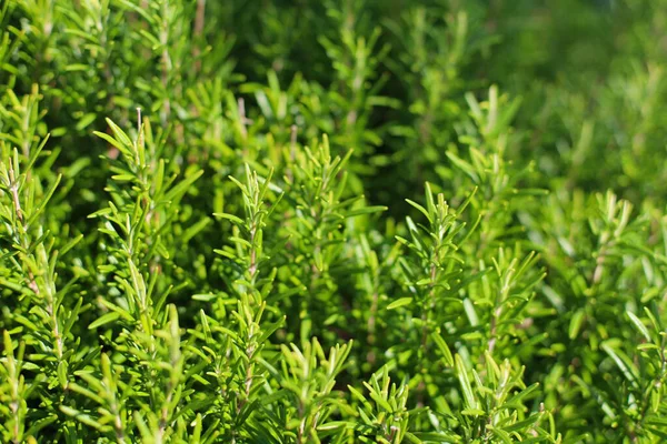 Biberiyeyi kapatın. Rosemary (Rosmarinus officinalis, şimdi Salvia cinsinde sınıflandırılmış) naneli (Lamiaceae) bir bitki türü. Halk tarafından sık sık 