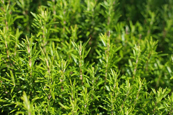 Biberiyeyi kapatın. Rosemary (Rosmarinus officinalis, şimdi Salvia cinsinde sınıflandırılmış) naneli (Lamiaceae) bir bitki türü. Halk tarafından sık sık 