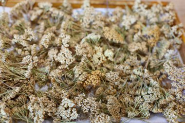 Vazoda kurumuş çiçekler.