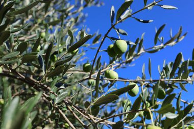 Zeytin ağacı (Olea europaea), zeytin familyasından (Oleaceae), hem kültürel hem de ekonomik açıdan çok önemli bir bitki. Zeytin ağacı, bitki ve doğa