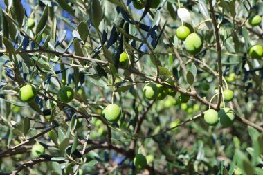 Zeytin ağacı (Olea europaea), zeytin familyasından (Oleaceae), hem kültürel hem de ekonomik açıdan çok önemli bir bitki. Zeytin ağacı, bitki ve doğa