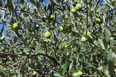 Zeytin ağacı (Olea europaea), zeytin familyasından (Oleaceae), hem kültürel hem de ekonomik açıdan çok önemli bir bitki. Zeytin ağacı, bitki ve doğa