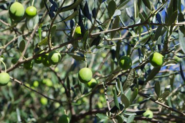 Zeytin ağacı (Olea europaea), zeytin familyasından (Oleaceae), hem kültürel hem de ekonomik açıdan çok önemli bir bitki. Zeytin ağacı, bitki ve doğa