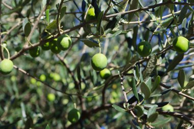 Zeytin ağacı (Olea europaea), zeytin familyasından (Oleaceae), hem kültürel hem de ekonomik açıdan çok önemli bir bitki. Zeytin ağacı, bitki ve doğa