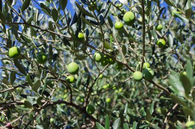 Zeytin ağacı (Olea europaea), zeytin familyasından (Oleaceae), hem kültürel hem de ekonomik açıdan çok önemli bir bitki. Zeytin ağacı, bitki ve doğa