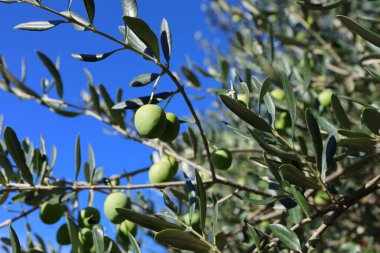 Zeytin ağacı (Olea europaea), zeytin familyasından (Oleaceae), hem kültürel hem de ekonomik açıdan çok önemli bir bitki. Zeytin ağacı, bitki ve doğa