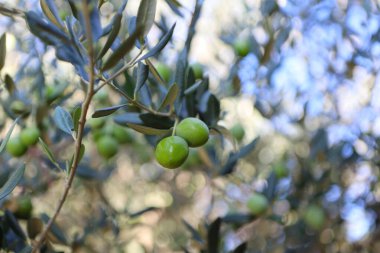 Zeytin ağacı (Olea europaea), zeytin familyasından (Oleaceae), hem kültürel hem de ekonomik açıdan çok önemli bir bitki. Zeytin ağacı, bitki ve doğa