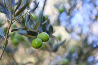 Olgun zeytinli zeytin