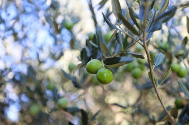 Zeytin ağacı (Olea europaea), zeytin familyasından (Oleaceae), hem kültürel hem de ekonomik açıdan çok önemli bir bitki. Zeytin ağacı, bitki ve doğa