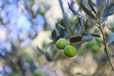 Bahçedeki zeytin ağacı.