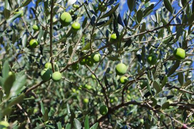 Zeytin ağacı (Olea europaea), zeytin familyasından (Oleaceae), hem kültürel hem de ekonomik açıdan çok önemli bir bitki. Zeytin ağacı, bitki ve doğa