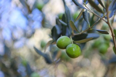 Meyveleri salkımlı zeytin ağaçları,