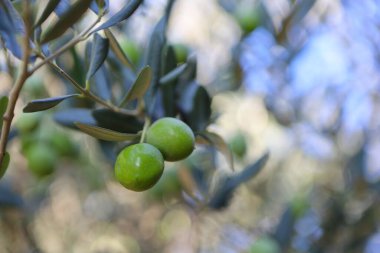 Zeytinleri, yeşil bir dala yakın tut.