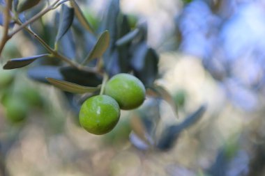 Olgun bir zeytin dalına yakın.