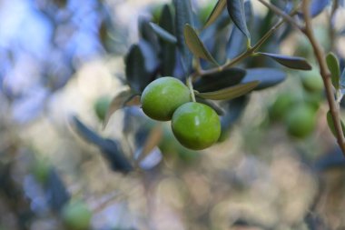 Bahçedeki zeytin ağacının üzerine yeşil zeytin koy.