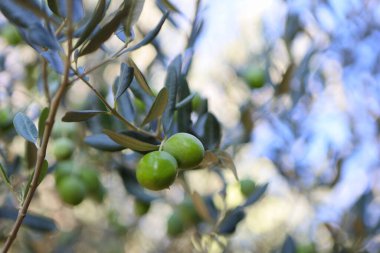 Olgunlaşmış zeytin dallarıyla zeytin ağacını kapat.
