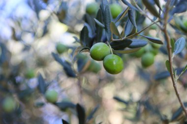 Ağaçtaki zeytinler