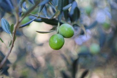 Zeytin ağacı (Olea europaea), zeytin familyasından (Oleaceae), hem kültürel hem de ekonomik açıdan çok önemli bir bitki. Bir dallı yeşil zeytin