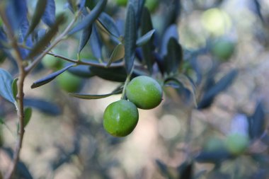 Zeytin ağacı (Olea europaea), zeytin familyasından (Oleaceae), hem kültürel hem de ekonomik açıdan çok önemli bir bitki. Bir dallı yeşil zeytin