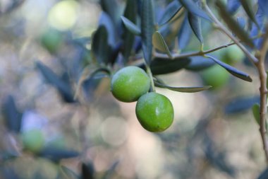 Zeytin ağacı (Olea europaea), zeytin familyasından (Oleaceae), hem kültürel hem de ekonomik açıdan çok önemli bir bitki. Bir dallı yeşil zeytin
