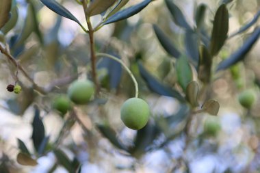 Zeytin ağacı (Olea europaea), zeytin familyasından (Oleaceae), hem kültürel hem de ekonomik açıdan çok önemli bir bitki. Bir dallı yeşil zeytin