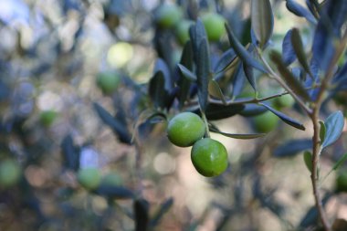 Zeytin ağacı (Olea europaea), zeytin familyasından (Oleaceae), hem kültürel hem de ekonomik açıdan çok önemli bir bitki. Bir dallı yeşil zeytin