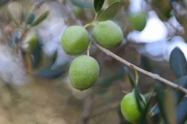 Zeytin ağacı (Olea europaea), zeytin familyasından (Oleaceae), hem kültürel hem de ekonomik açıdan çok önemli bir bitki. Bir dallı yeşil zeytin