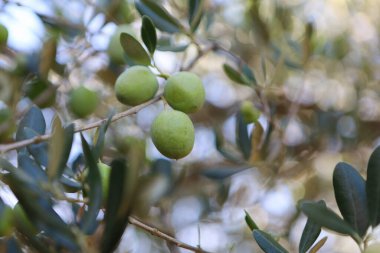 Zeytin ağacı (Olea europaea), zeytin familyasından (Oleaceae), hem kültürel hem de ekonomik açıdan çok önemli bir bitki. Bir dallı yeşil zeytin