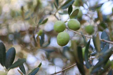 Zeytin ağacı (Olea europaea), zeytin familyasından (Oleaceae), hem kültürel hem de ekonomik açıdan çok önemli bir bitki. Bir dallı yeşil zeytin