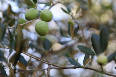Zeytin ağacı (Olea europaea), zeytin familyasından (Oleaceae), hem kültürel hem de ekonomik açıdan çok önemli bir bitki. Bir dallı yeşil zeytin