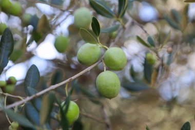 Bahçedeki zeytin ağacı