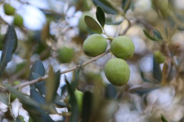 Kırsalda zeytin ağacı. İspanya