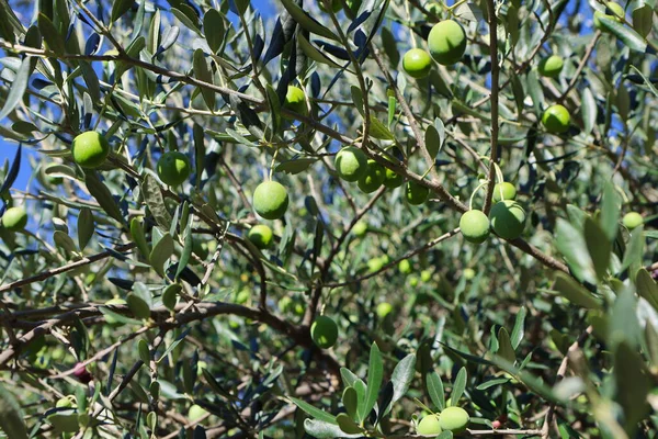 Zeytin ağacı (Olea europaea), zeytin familyasından (Oleaceae), hem kültürel hem de ekonomik açıdan çok önemli bir bitki. Zeytin ağacı, bitki ve doğa