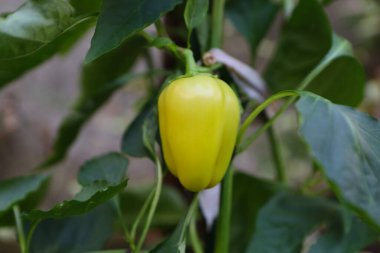 Bitkinin üzerinde sarı biber.