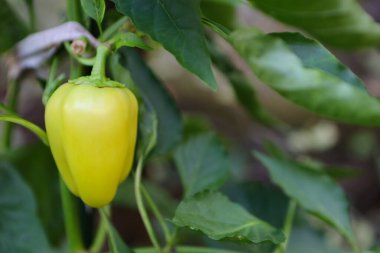 Ağaçtaki sarı biber