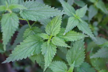 Isırgan bitki yakın çekim.