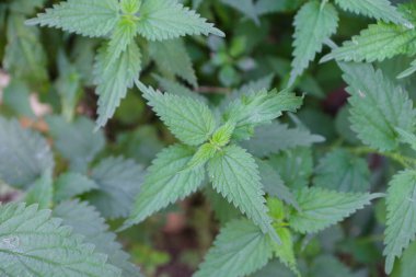 Bahçede taze yeşil yapraklar