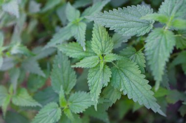 Doğada ısırgan otu